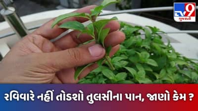 રવિવારે નથી તોડી શકાતા તુલસીના પાન, જાણો શું છે ધાર્મિક માન્યતા