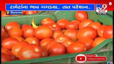 AHMEDABAD : વિરમગામમાં ટામેટાના ભાવ તળિયે, ખેડુતોને મોટું નુકસાન