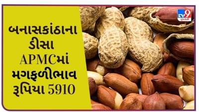 બનાસકાંઠાના ડીસા APMCમાં મગફળી ભાવ રૂપિયા 5910 રહ્યાં, જાણો જુદા જુદા પાકના ભાવ