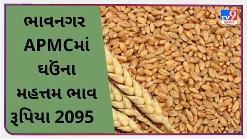 Mandi: ભાવનગર APMCમાં (wheat) ઘઉંના મહત્તમ ભાવ રૂપિયા. 2095 રહ્યા, જાણો જુદા જુદા પાકના ભાવ