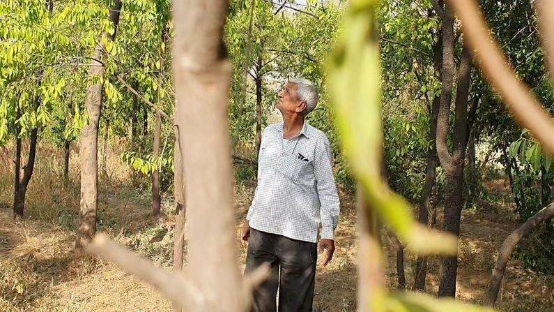 Sabarkantha: ચંદન ઉછેરનારા ખેડૂતો તસ્કરોને લઇને ચિંતિત, સુરક્ષા પ્લાન ઘડવા માગ