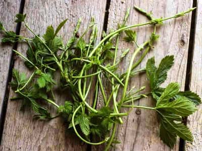 વિશ્વની સૌથી મોંઘી શાકભાજી, 1 કિલોની કિંમત છે 1 લાખ રૂપિયા! જાણો શું છે તેના ફાયદા