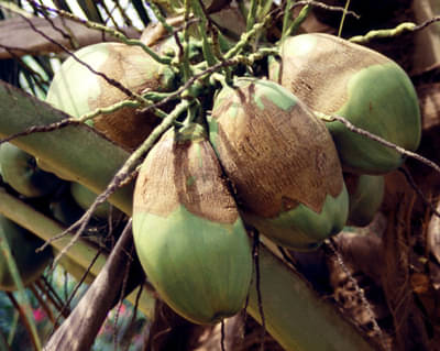 ગીર સોમનાથ: નાળિયેરીમાં સફેદ માખીના ઉપદ્રવથી ખેડૂતો પરેશાન, આર્થિક નુકસાનની ચિંતા