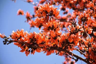 18મી ફેબ્રુઆરીથી ગુજરાતમાં વસંત ઋતુનું આગમન, ઠંડી જશે અને દિવસના તાપમાનમાં થશે વધારો