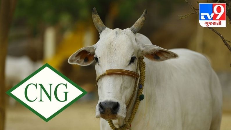 ગાયના છાણમાંથી બનેલો CNG ગેસ પેટ્રોલ ડીઝલના વધતા ભાવનું સોલ્યુશન, મોંઘવારીમાં મળશે રાહત : ગૌ આયોગ