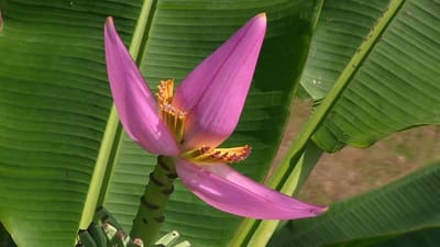 Banana Flower: કેળાના ફૂલમાં છુપાયા છે સ્વાસ્થ્યના રાજ, લોહીની કમી કરશે દૂર