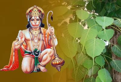 પીપળાના 11 પાનથી પવનપુત્રને કરો પ્રસન્ન, ક્યારેય નહીં અનુભવો આર્થિક સંકડામણ