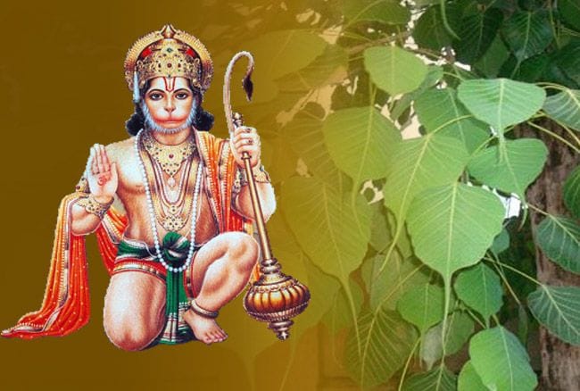 પીપળાના 11 પાનથી પવનપુત્રને કરો પ્રસન્ન, ક્યારેય નહીં અનુભવો આર્થિક સંકડામણ