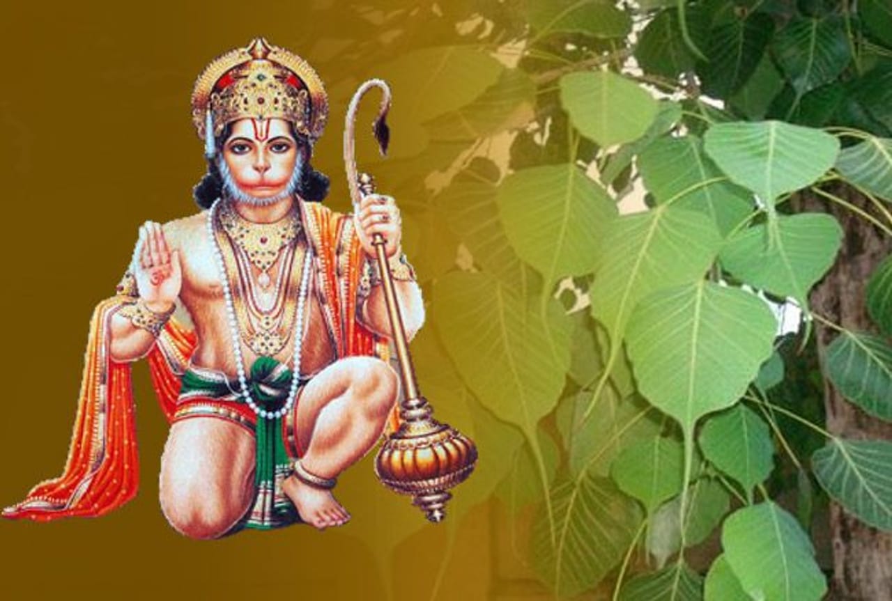 પીપળાના 11 પાનથી પવનપુત્રને કરો પ્રસન્ન, ક્યારેય નહીં અનુભવો આર્થિક સંકડામણ