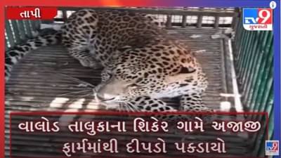 Tapi : વાલોડ તાલુકાના શિકરે ગામેથી દીપડો પાંજરે પુરાયો, જુઓ વિડીયો