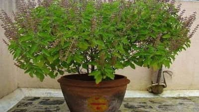 Tulsi Farming :  તુલસીની ખેતીમાં નજીવું રોકાણ કરવાથી થશે મબલક કમાણી