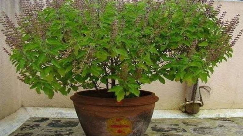 Tulsi Farming :  તુલસીની ખેતીમાં નજીવું રોકાણ કરવાથી થશે મબલક કમાણી