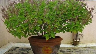 Tulsi Farming : તુલસીની ખેતીમાં નજીવું રોકાણ કરવાથી થશે મબલક કમાણી
