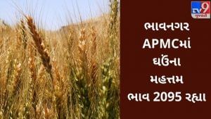 APMC : ભાવનગર APMCમાં ( Wheat )ઘઉંના મહત્તમ ભાવ રૂપિયા 2095 રહ્યા, જાણો જુદા જુદા પાકના ભાવ