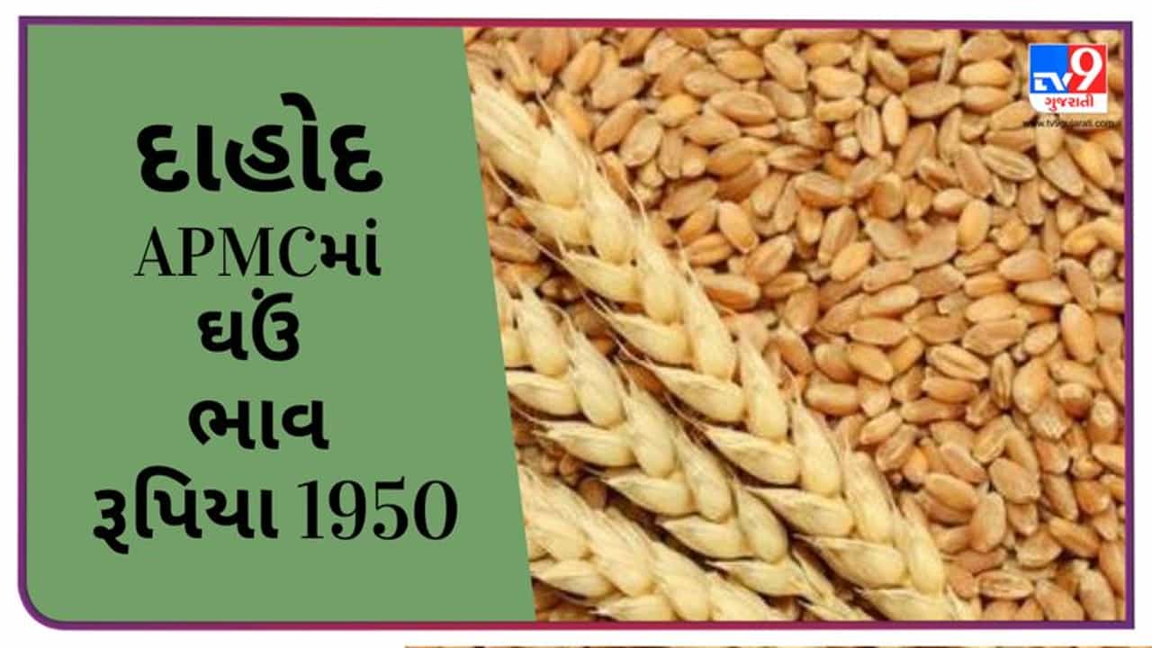 Mandi: દાહોદના APMCમાં ઘઉંના મહત્તમ ભાવ ( Prices ) રૂપિયા 1950 રહ્યા, જાણો જુદા જુદા પાકના ભાવ