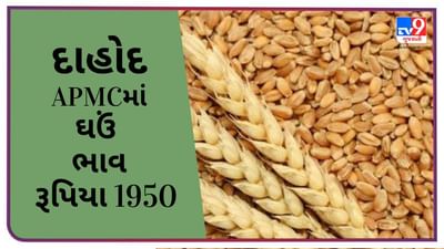 Mandi: દાહોદના APMCમાં ઘઉંના મહત્તમ ભાવ ( Prices ) રૂપિયા 1950 રહ્યા, જાણો જુદા જુદા પાકના ભાવ