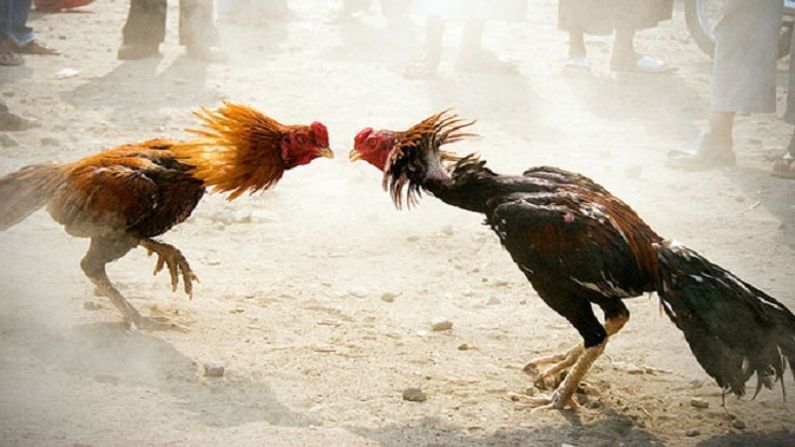 Telangana cockfight
