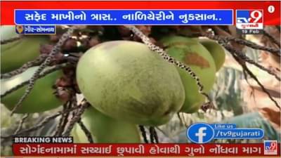 Gir Somnathમાં નાળિયેરના બગીચામાં સફેદ માખીનો આતંક, વળતરની માંગણી