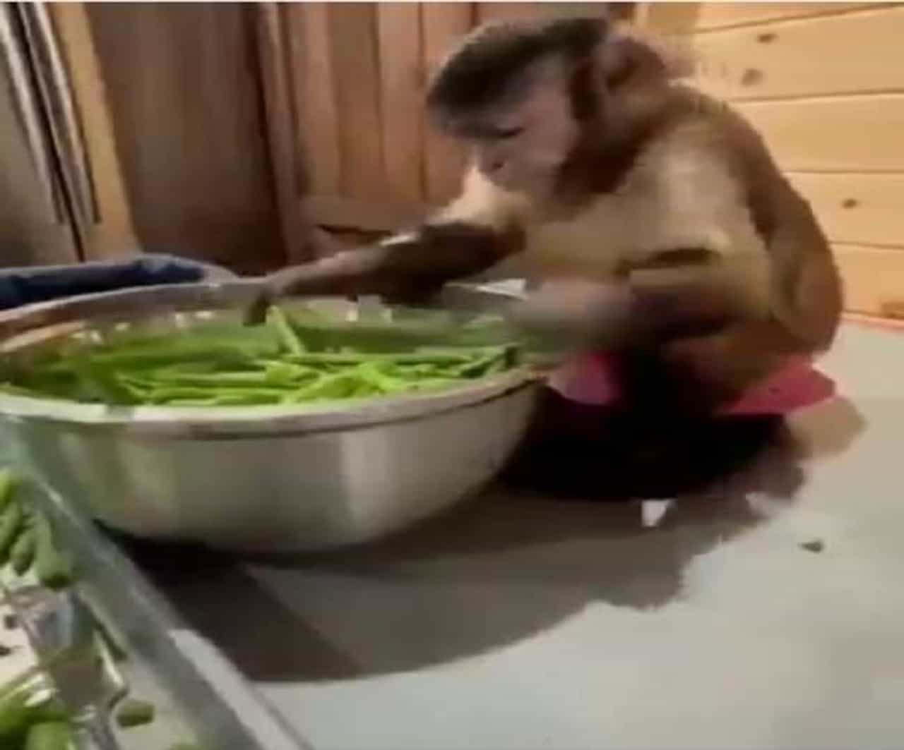 Viral Video: એક Monkey કિચનની અંદર, ઘરકામમાં મદદ કરતા મન્કીનો આ Video જરૂર હસાવશે