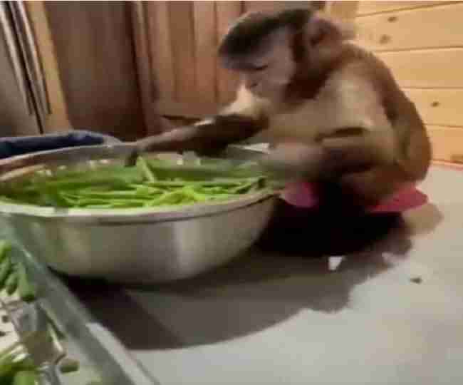 Viral Video: એક Monkey કિચનની અંદર, ઘરકામમાં મદદ કરતા મન્કીનો આ Video જરૂર હસાવશે
