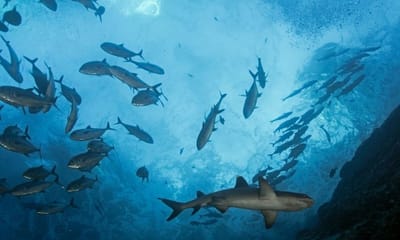 Mutant Shark: માછીમારે માનવ ચેહરા જેવી Shark પકડી,  Photo જોતાં જ ઊડ્યાં લોકોના હોશ