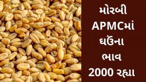 APMC : મોરબી APMCમાં (Wheat) ઘઉંના મહત્તમ ભાવ રૂપિયા 2000 રહ્યા, જાણો જુદા જુદા પાકના ભાવ