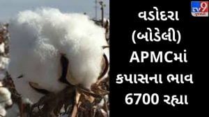 APMC: વડોદરા (બોડેલી) APMCમાં કપાસના ( Cotton ) મહત્તમ ભાવ રૂપિયા 6700 રહ્યા, જાણો જુદા જુદા પાકના ભાવ