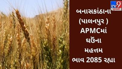 APMC : બનાસકાંઠા (પાલનપુર) APMCમાં ઘઉંના ( Wheat) મહત્તમ ભાવ રૂપિયા 2085 રહ્યા, જાણો જુદા જુદા પાકના ભાવ