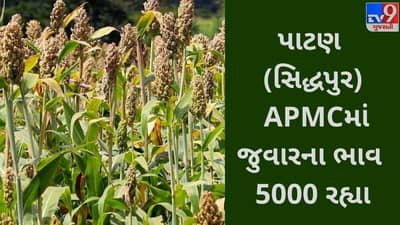 APMC : પાટણ (સિદ્ધપુર) APMCમાં જુવારના(Jowar)મહત્તમ ભાવ રૂપિયા 5000 રહ્યા,જાણો જુદા જુદા પાકના ભાવ