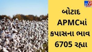APMC : બોટાદ APMCમાં કપાસના ( Cotton ) મહત્તમ ભાવ રૂપિયા 6705 રહ્યા, જાણો જુદા જુદા પાકના ભાવ