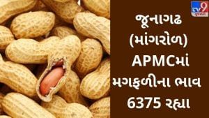 APMC: ભાવનગર ( મહુવા ) APMCમાં મગફળીના (Groundnut) મહત્તમ ભાવ રૂપિયા 6335 રહ્યા, જાણો જુદા જુદા પાકના ભાવ