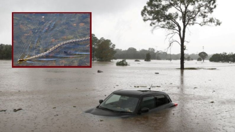 Floods in Australia: પૂરથી બચવા ઘરોમાં ઘુસ્યા સાપ અને કરોળિયા, ઝેરી સાપોથી જોખમમાં જનજીવન