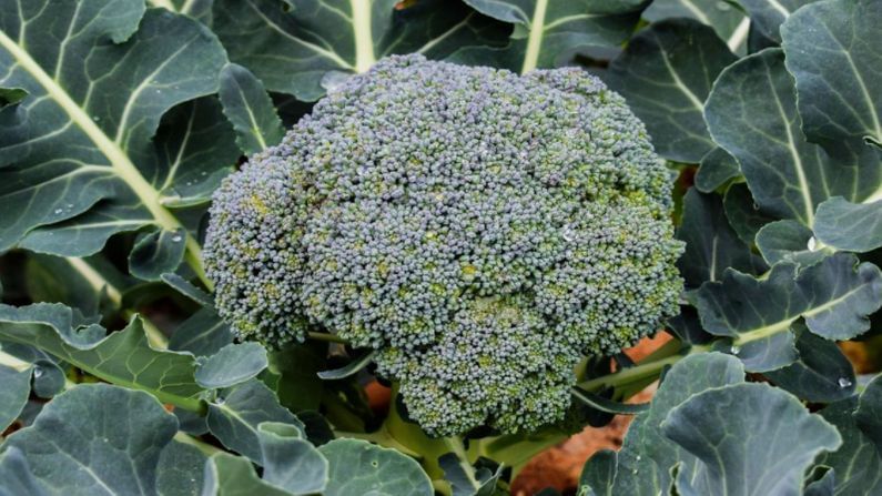 Broccoli તમારા માટે ખાવું ખુબ જરૂરી છે? જાણો શું છે કારણ