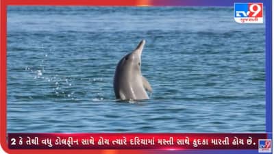 દ્વારકાના દરિયામાં Dolphinના દ્રશ્યો થયા કેમેરામાં કેદ, જુઓ ડોલ્ફિનનો અનોખો નજારો
