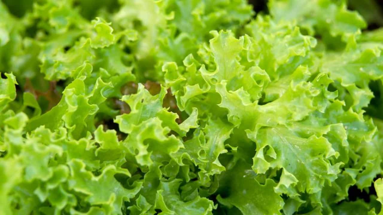 શું તમે જાણો છો સલાડના પાન એટલે કે લેટ્યૂસના આટલા બધા ફાયદા છે ?