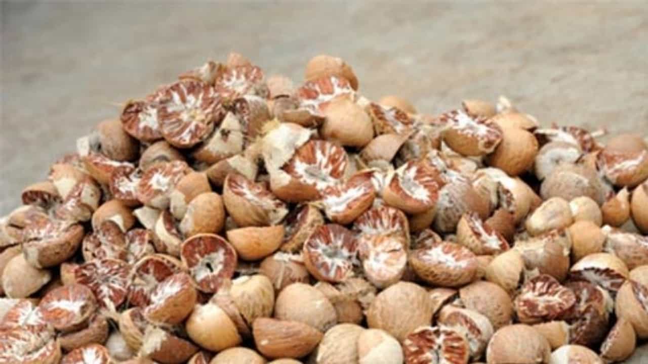Health Tips : સોપારી ખાવાથી થાય છે ઘણા ફાયદા, પેટના રોગો દૂર રહે