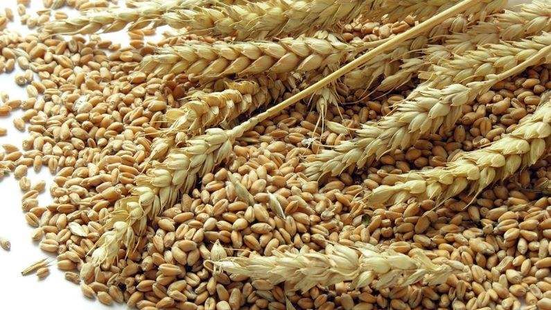 જાણો શા માટે વધી Indian Wheat અને મકાઈની દુનિયાભરમાં ખરીદી, રેકોર્ડ સ્તર પર પહોંચ્યા ભાવ