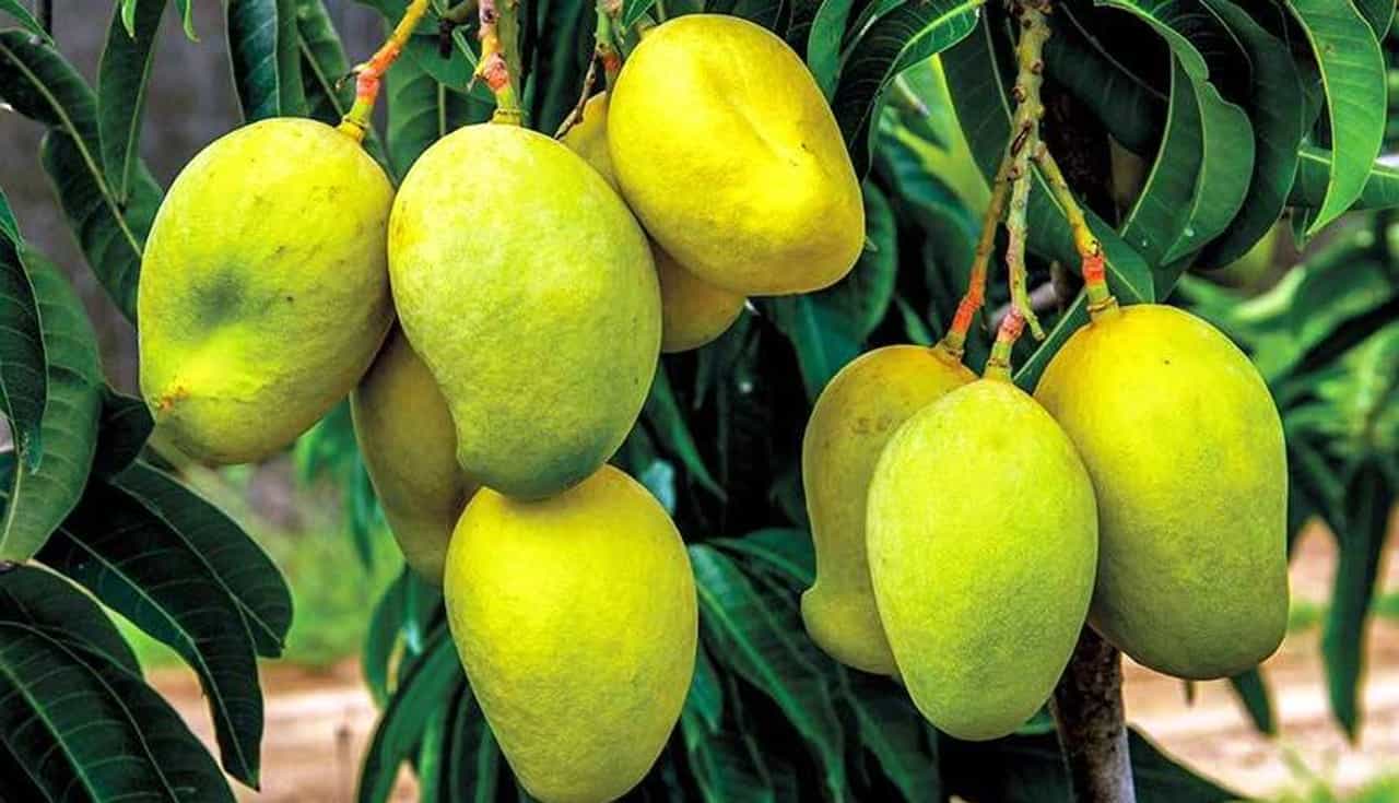 Navsari: વાતાવરણમાં પલટો અને કોરોના મહામારીના કારણે કેરી પકવતા ખેડૂતોના હાલ બેહાલ