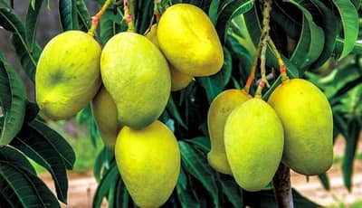 Navsari: વાતાવરણમાં પલટો અને કોરોના મહામારીના કારણે કેરી પકવતા ખેડૂતોના હાલ બેહાલ