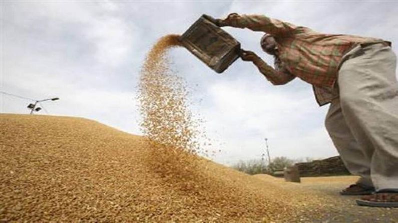 Junagadh: સરકાર દ્વારા ટેકાના ભાવે ઘઉંની ખરીદ પ્રક્રિયા શરૂ, રોજ 15 જેટલા ખેડૂતોને બોલાવવામાં આવી રહ્યા છે