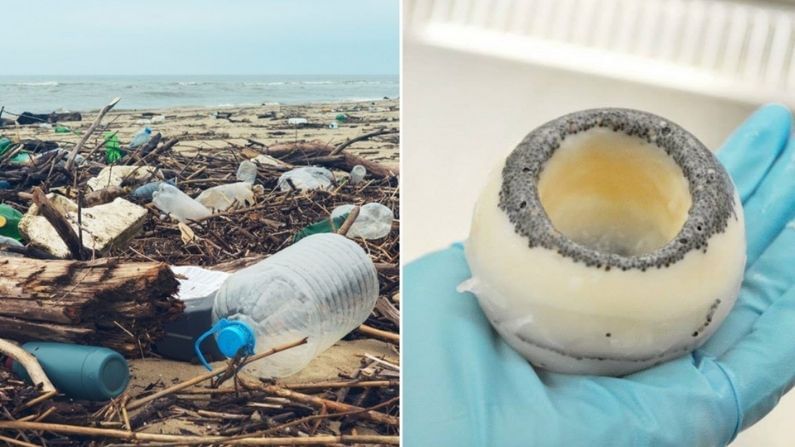પ્લાસ્ટિકનો કચરો વિશ્વમાંથી થઇ જશે નાબૂદ? વૈજ્ઞાનિકોએ શોધ્યું એવું મશરૂમ જે પ્લાસ્ટિક ખાય છે