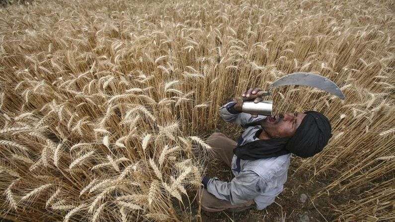 Punjab: ખેતીમાં વધુ કામ કરાવવા માટે મજૂરોને અપાય છે ડ્રગ્સ, BSFના રિપોર્ટ પર કેન્દ્રએ આપ્યા એક્શનના નિર્દેશ