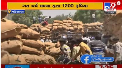 ઉતર ગુજરાતના ઉનાવા માર્કેટયાર્ડમાં તમાકુમાં ફુકાયો તેજીનો પવન