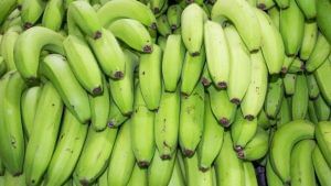 Farmers News : કેળાની ખેતી કરતા ખેડૂતો માટે શુભ સમાચાર, હવે એક એપ થકી મળશે તમામ જાણકારી