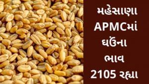 APMC : મહેસાણાના APMCમાં ઘઉંનો મહત્તમ ભાવ રૂપિયા 2105 રહ્યા, જાણો જુદા જુદા પાકના ભાવ