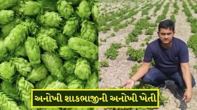 બિહારના ખેડૂતે વાવી સૌથી મોંઘી શાકભાજી, એક લાખ પ્રતિ કિલો છે ભાવ: જાણો આ અનોખી ખેતી વિશે