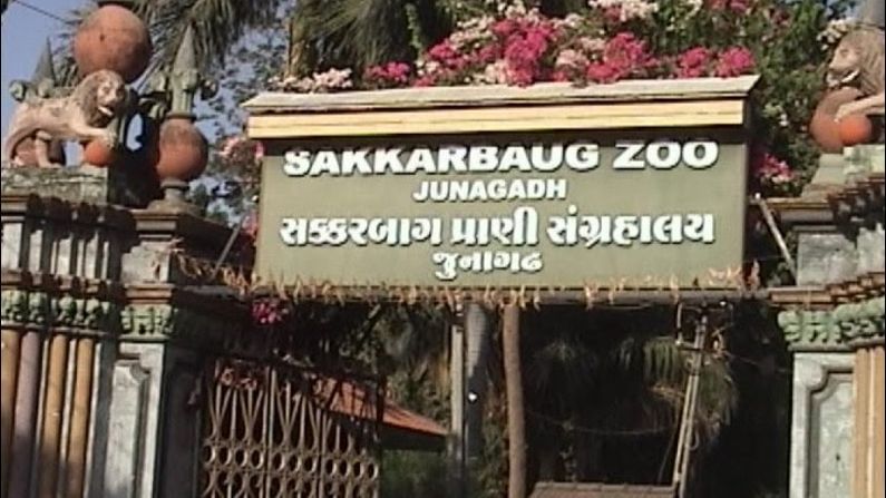 Sakkarbaug Zoo : પ્રાણીઓને ગરમીથી બચાવવા માટે કુલર અને આઇસ ફોગની વ્યવસ્થા કરાઇ
