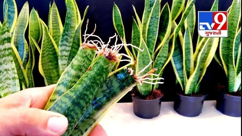 Oxygen Plants: NASA Introduces 10 Room Plants That Will Eliminate Toxins in the Air and Increase Oxygen