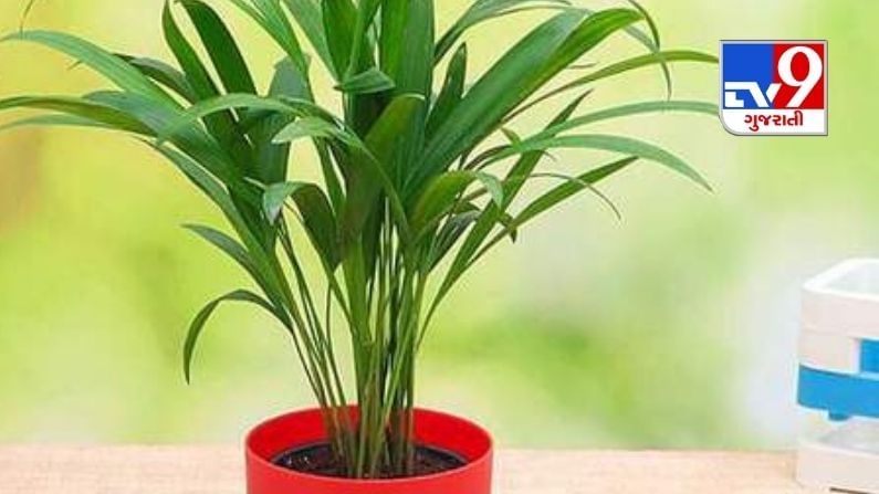 Oxygen Plants: NASA Introduces 10 Room Plants That Will Eliminate Toxins in the Air and Increase Oxygen