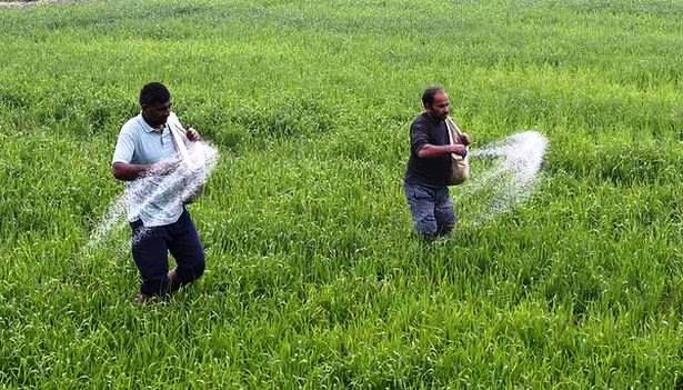 DAP ખાતરની સબસિડીમાં સરકારે 140% નો વધારો કર્યો, ખેડૂતોને ખેતી ખર્ચમાં થશે ઘટાડો